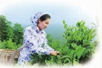 来利国际w66,油茶莳植生产加工销售,植物油莳植生产加工销售