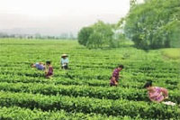 来利国际w66,油茶莳植生产加工销售,植物油莳植生产加工销售