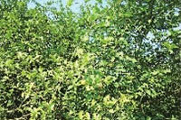 来利国际w66,油茶莳植生产加工销售,植物油莳植生产加工销售