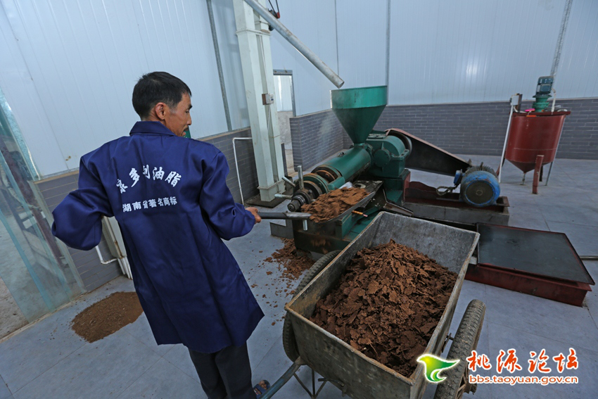 来利国际w66,油茶莳植生产加工销售,植物油莳植生产加工销售