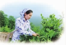 来利国际w66,油茶莳植生产加工销售,植物油莳植生产加工销售