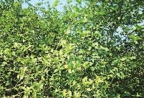 来利国际w66,油茶莳植生产加工销售,植物油莳植生产加工销售